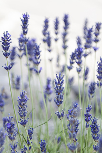 lavender repels insects